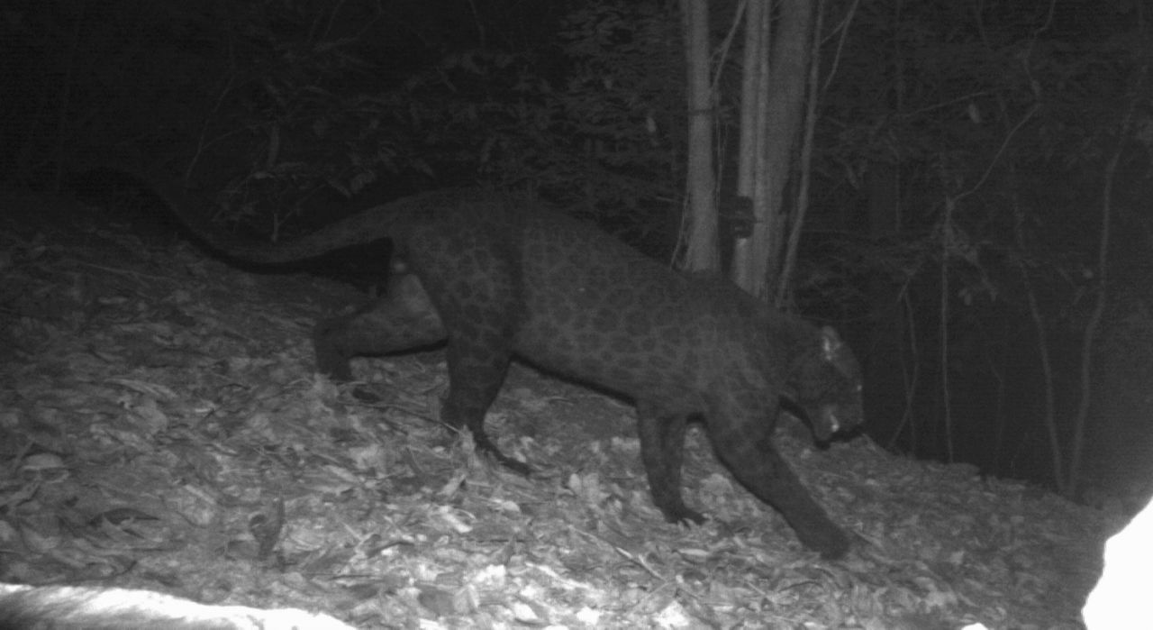 Melanistic male Indochinese leopard from Malaysia, where Indochinese leopards appear all-black, with spots illuminated using infrared light. | Credit DWNP, Panthera, and Rimba.