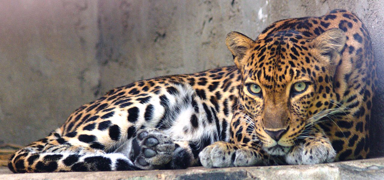 Indochinese_leopard