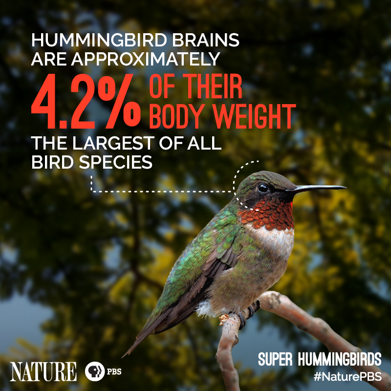 Nature-Hummingbird-Fact-1