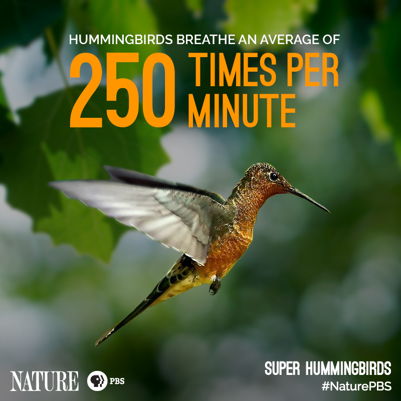 Nature-Hummingbird-Fact-2