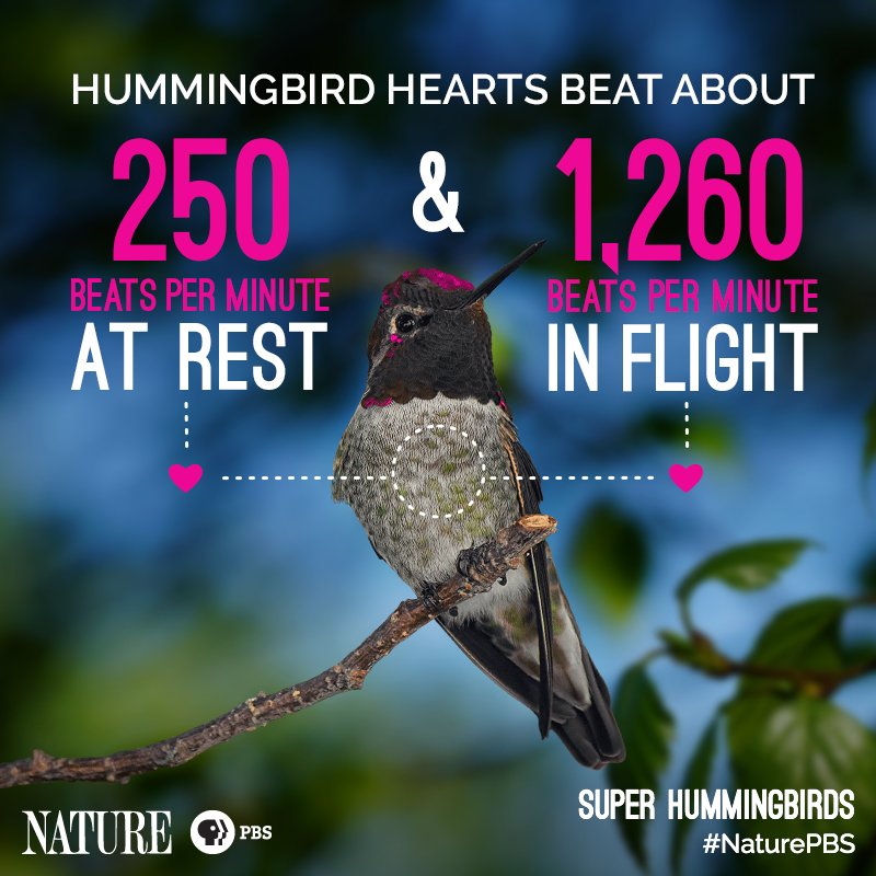 Nature-Hummingbird-Fact-3