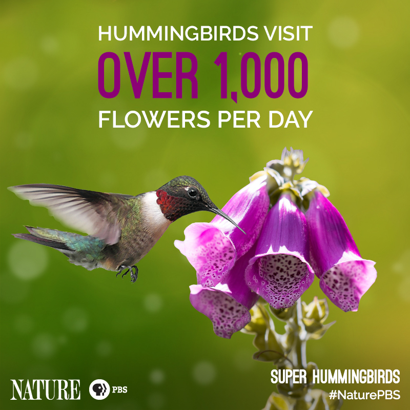 Nature-Hummingbird-Fact-4