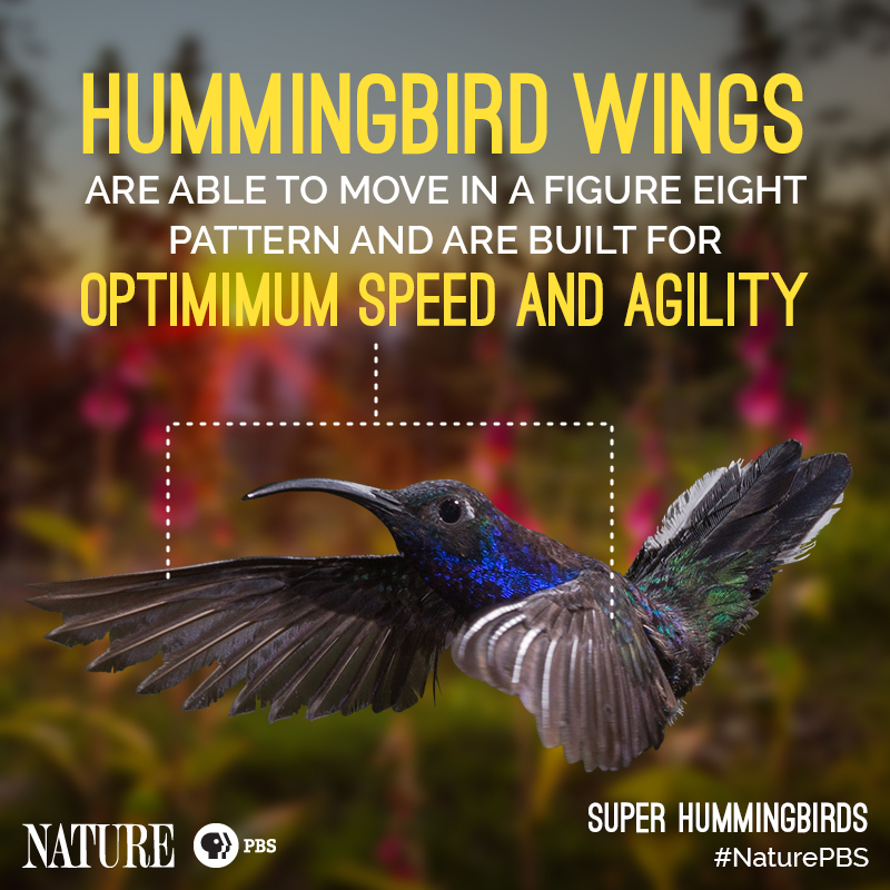 Nature-Hummingbird-Fact-5