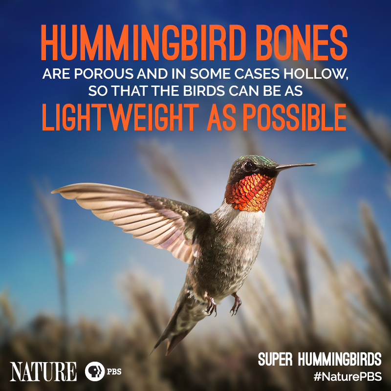 Nature-Hummingbird-Fact-6