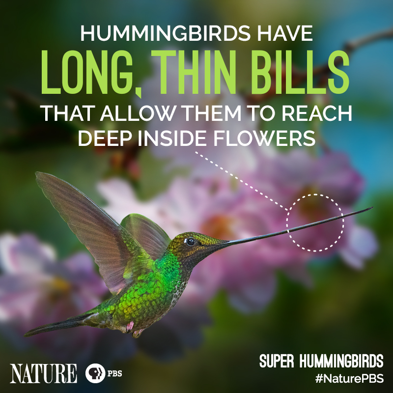 Nature-Hummingbird-Fact-7