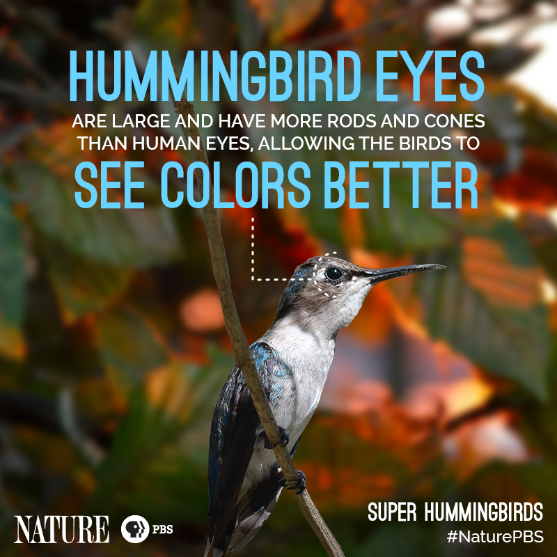 Nature-Hummingbird-Fact-8