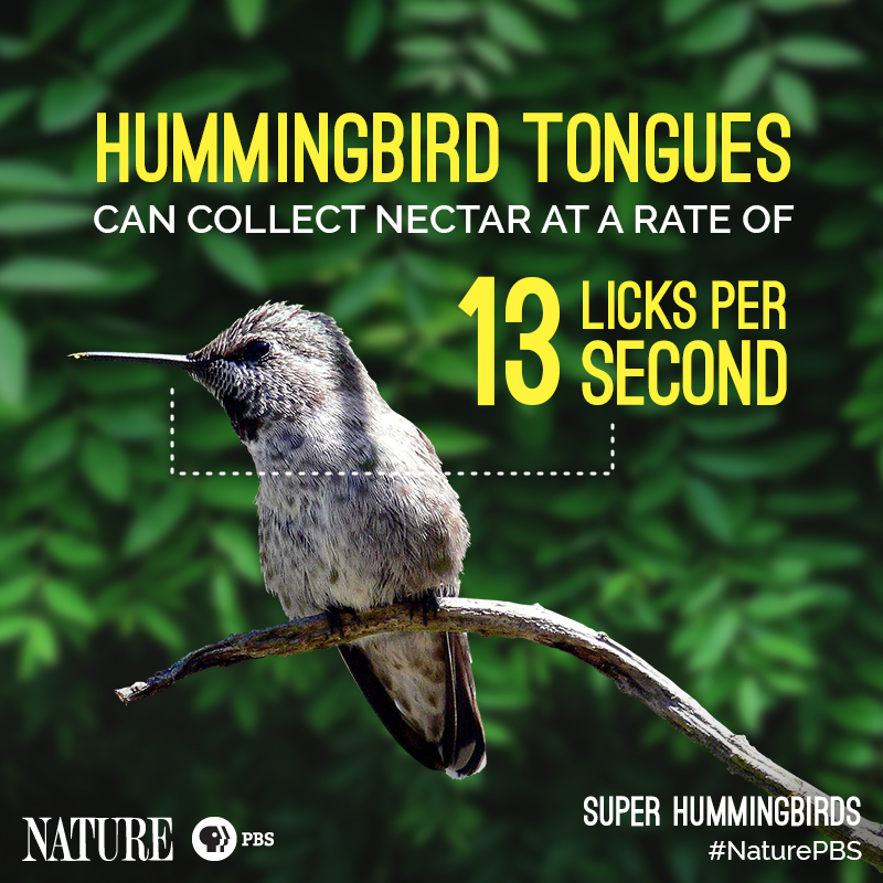 Nature-Hummingbird-Fact-9