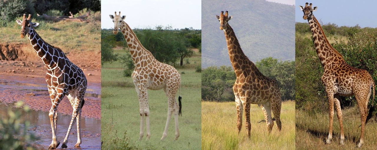 giraffe_collage_1