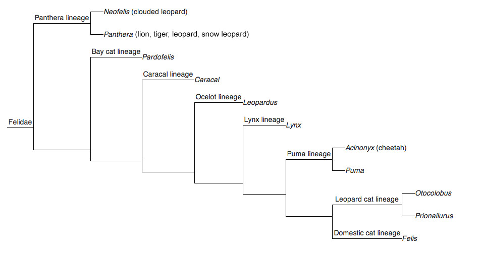 cat_lineage