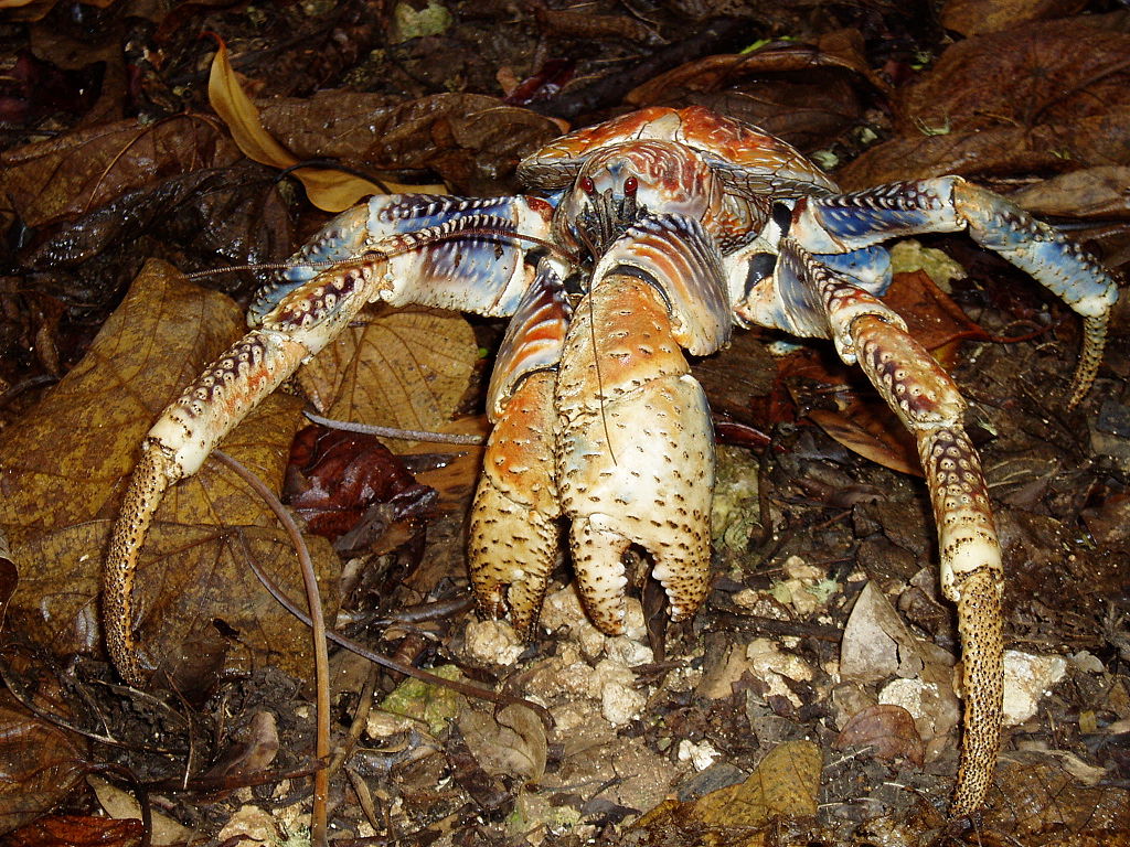 The coconut crab (Birgus latro ). | Source: Rebecca Dominguez/ Wikimedia 