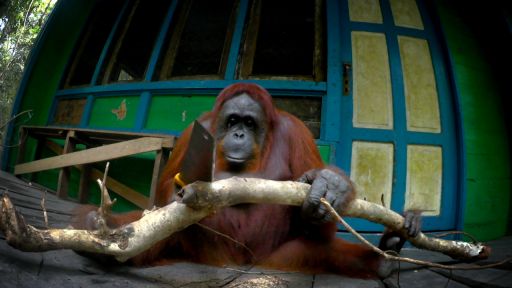 Spy in the Wild | Episode 2 | Intelligence -- Orangutan Learns to Saw Wood 