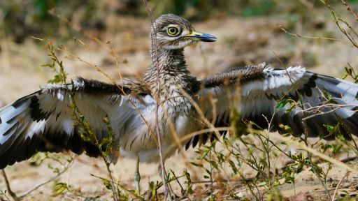 Spy in the Wild | Episode 2 | Intelligence -- Is the Dikkop the Bravest Bird in the World? 