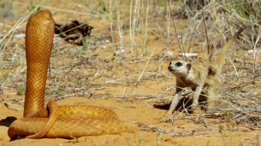 Spy in the Wild | Episode 3 | Friendship -- Fearless Meerkat Takes on 'Spy Cobra'