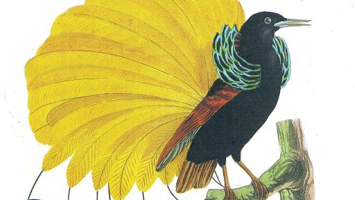 How Birds Bedazzled Early European Explorers