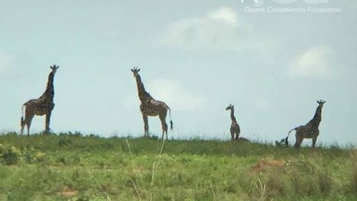 Giraffe Conservation Foundation