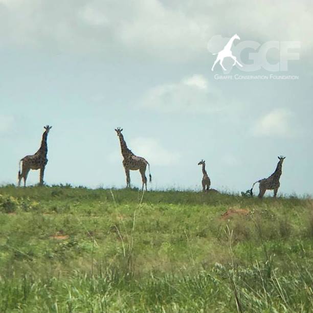 Giraffe Conservation Foundation