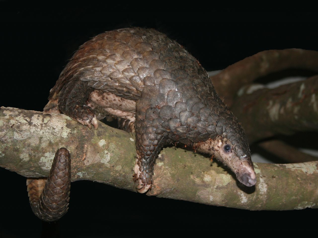 Pangolin | Photo: Dan Challender