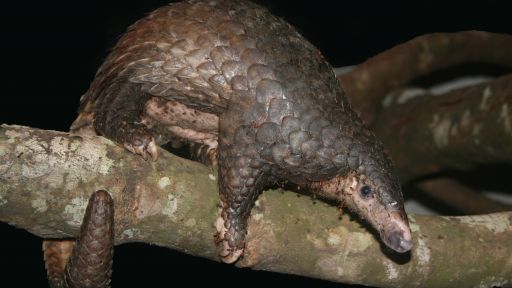 Pangolin | Photo: Dan Challender