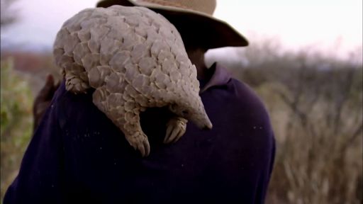 Baby Pangolin and Her Best Friend