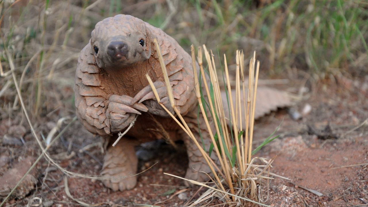 Pangolin | Photo: Maria Diekmann