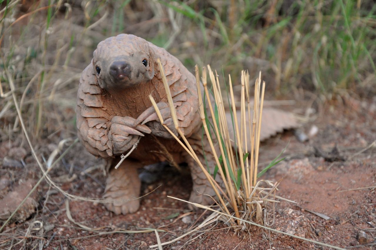 Pangolin | Photo: Maria Diekmann