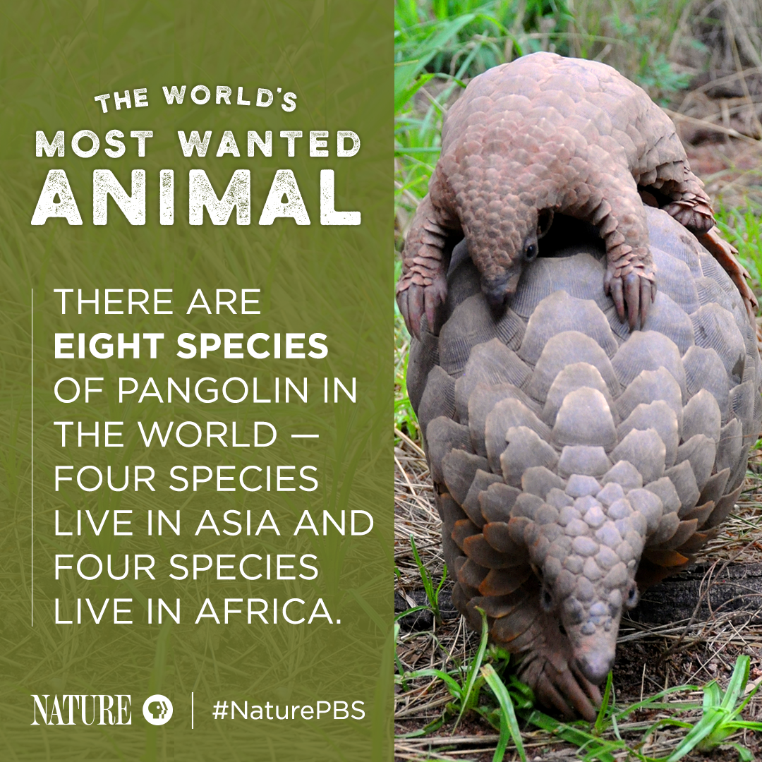 Pangolin Fact Card