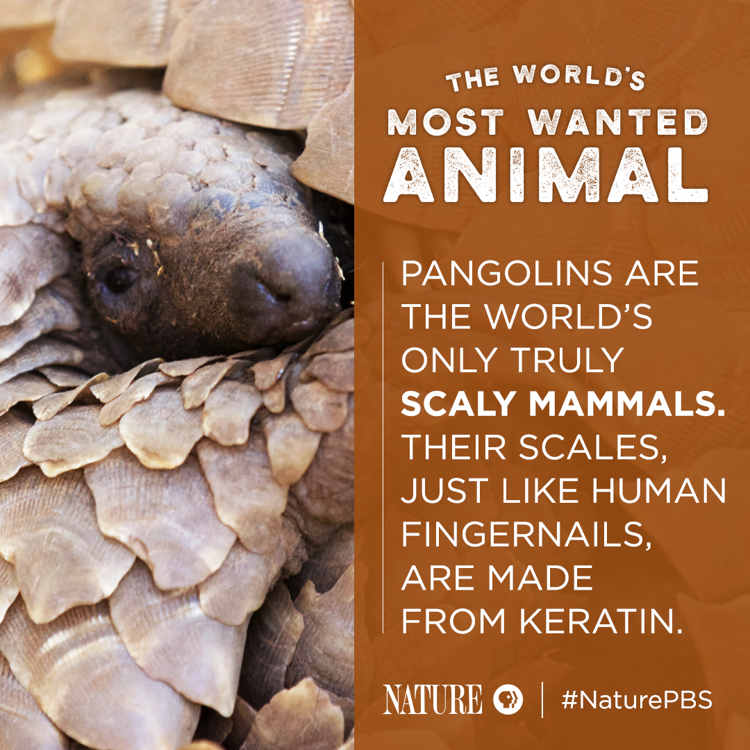 Pangolin Fact Card