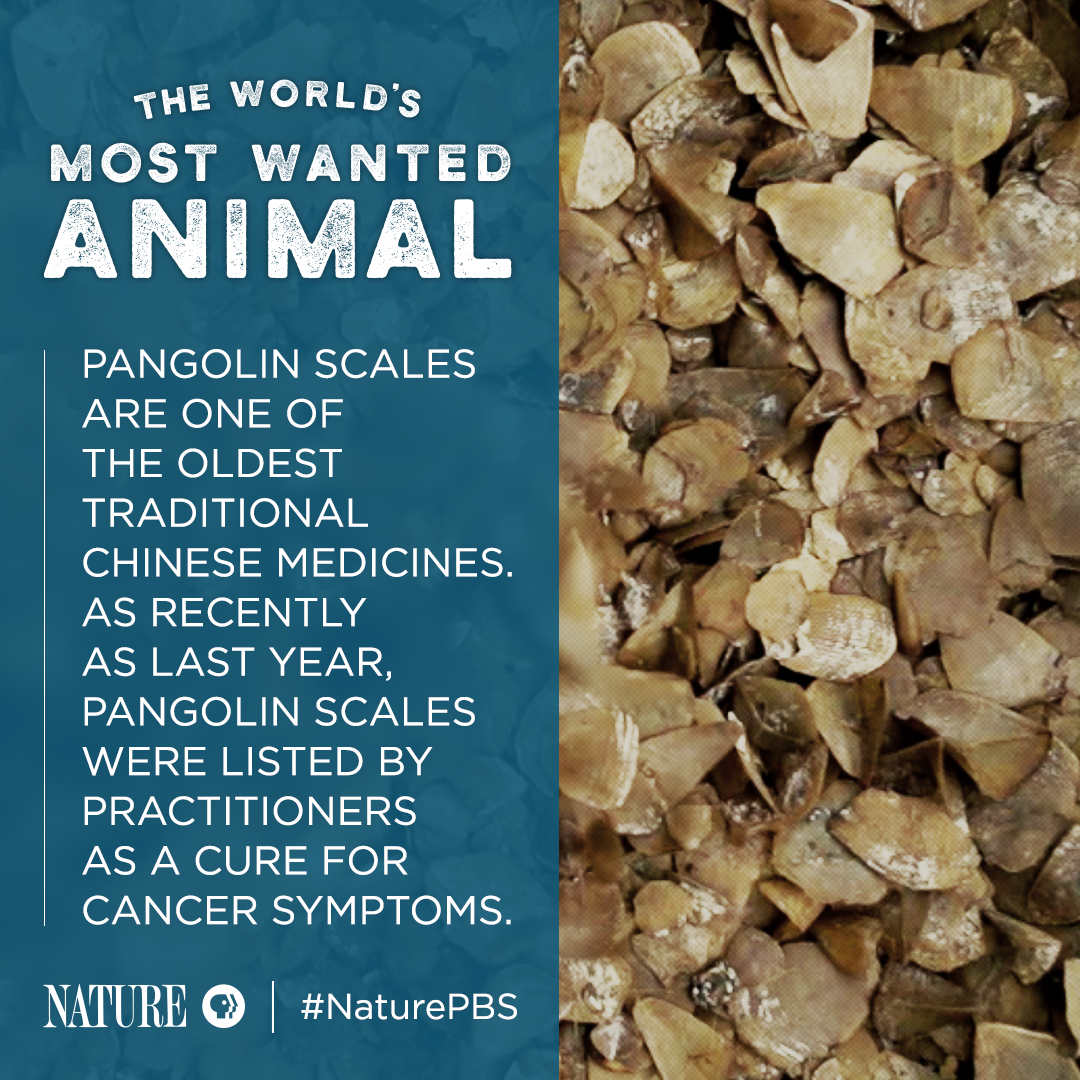 Pangolin Fact Card