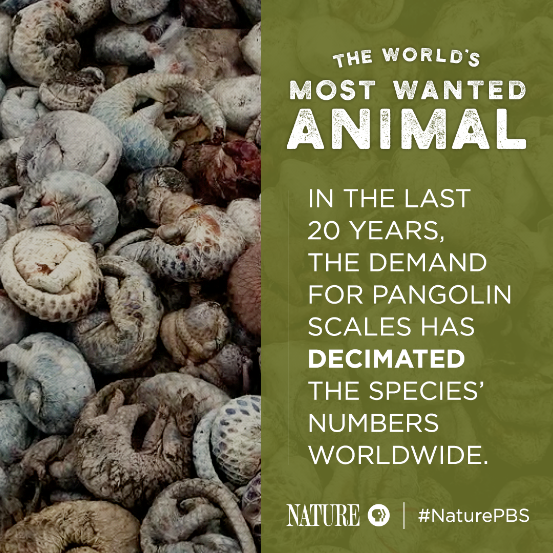Pangolin Fact Card