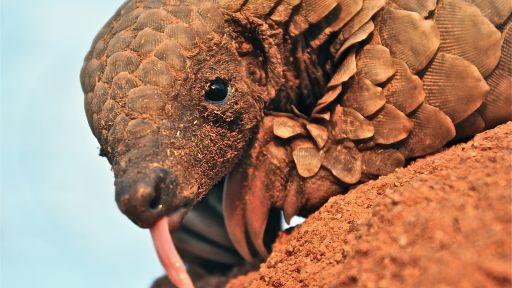 Pangolin Facts