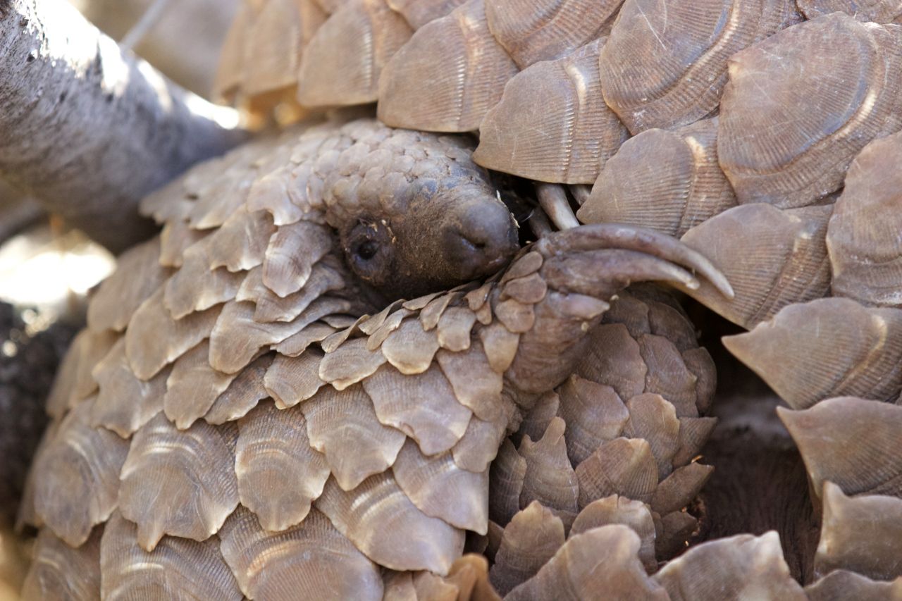 Pangolin | Photo: Victoria Bromley