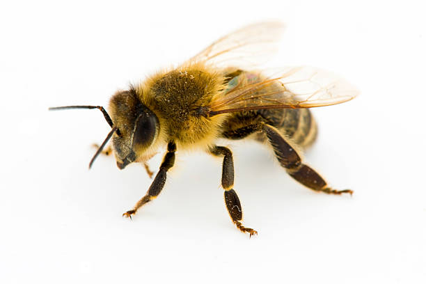 Honey Bee