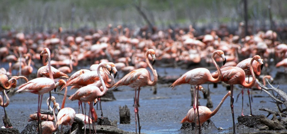 Flamingos