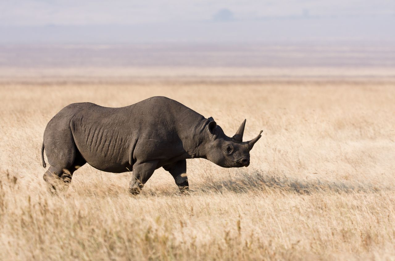 Black Rhino