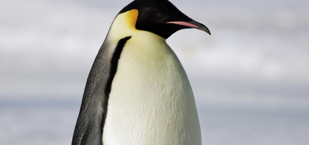 Emperor Penguin