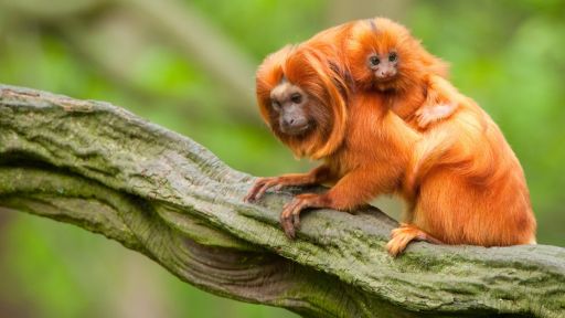 golden lion tamarin