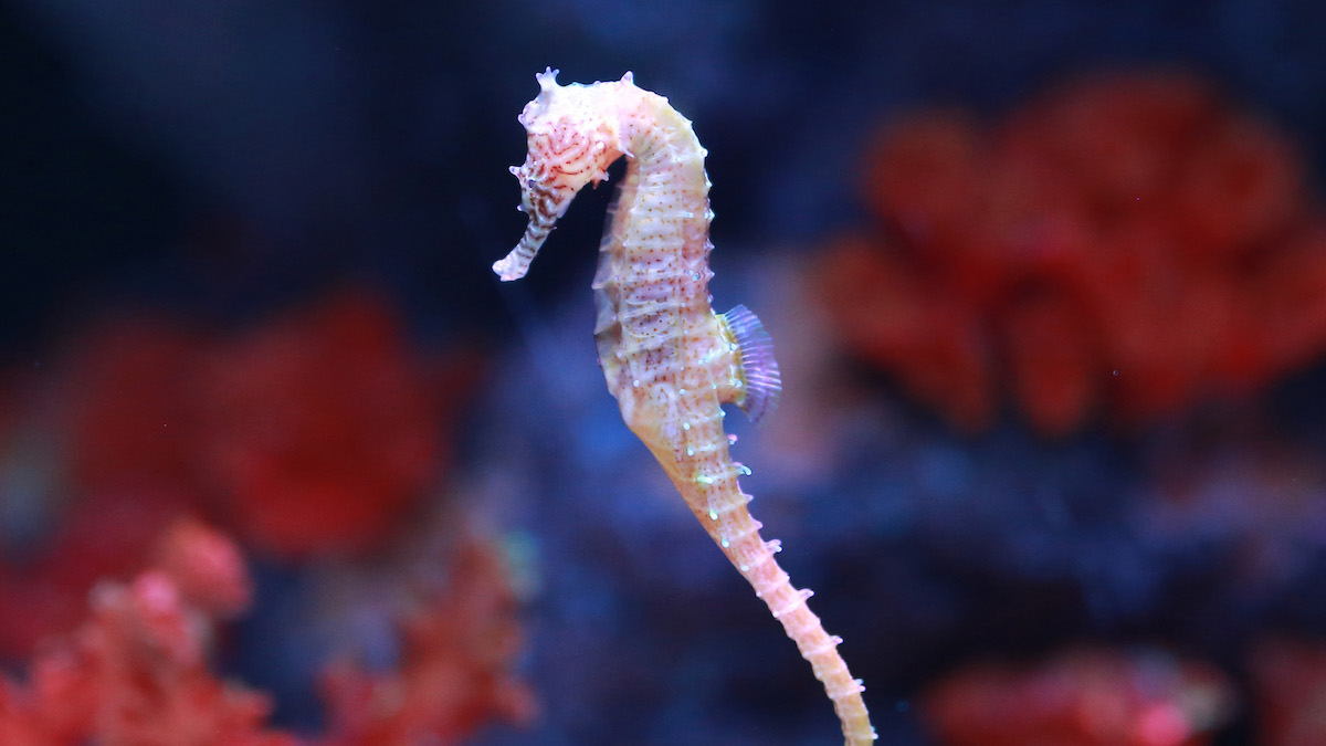 Seahorse