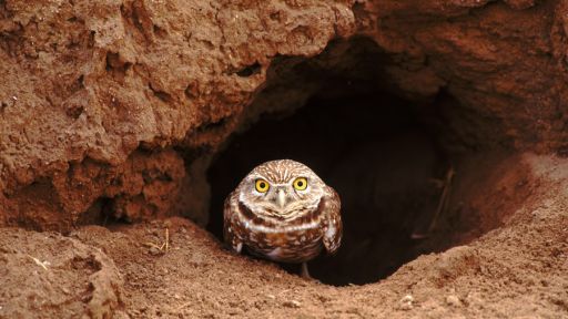 Burrowing Owl