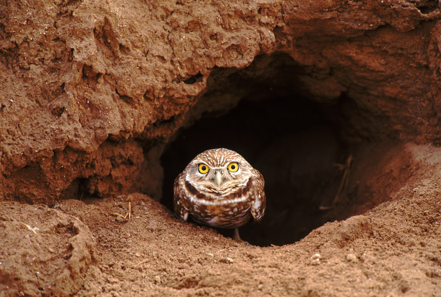 Burrowing Owl