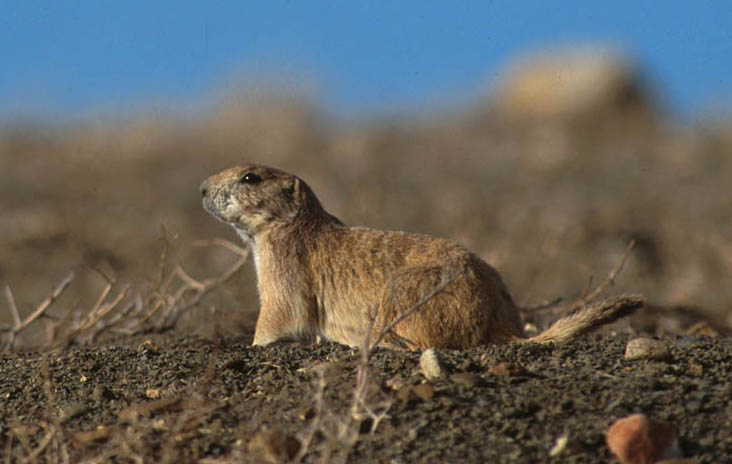 Prairie Dog