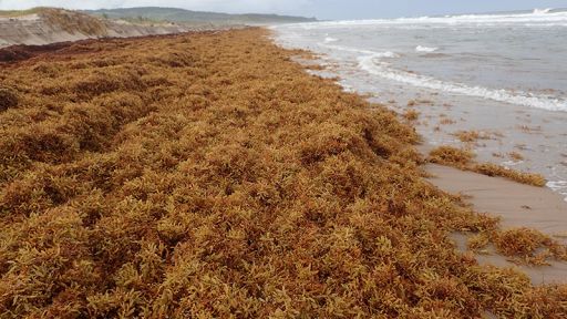 Sargassum blooms