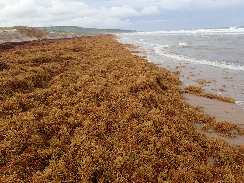 Sargassum blooms