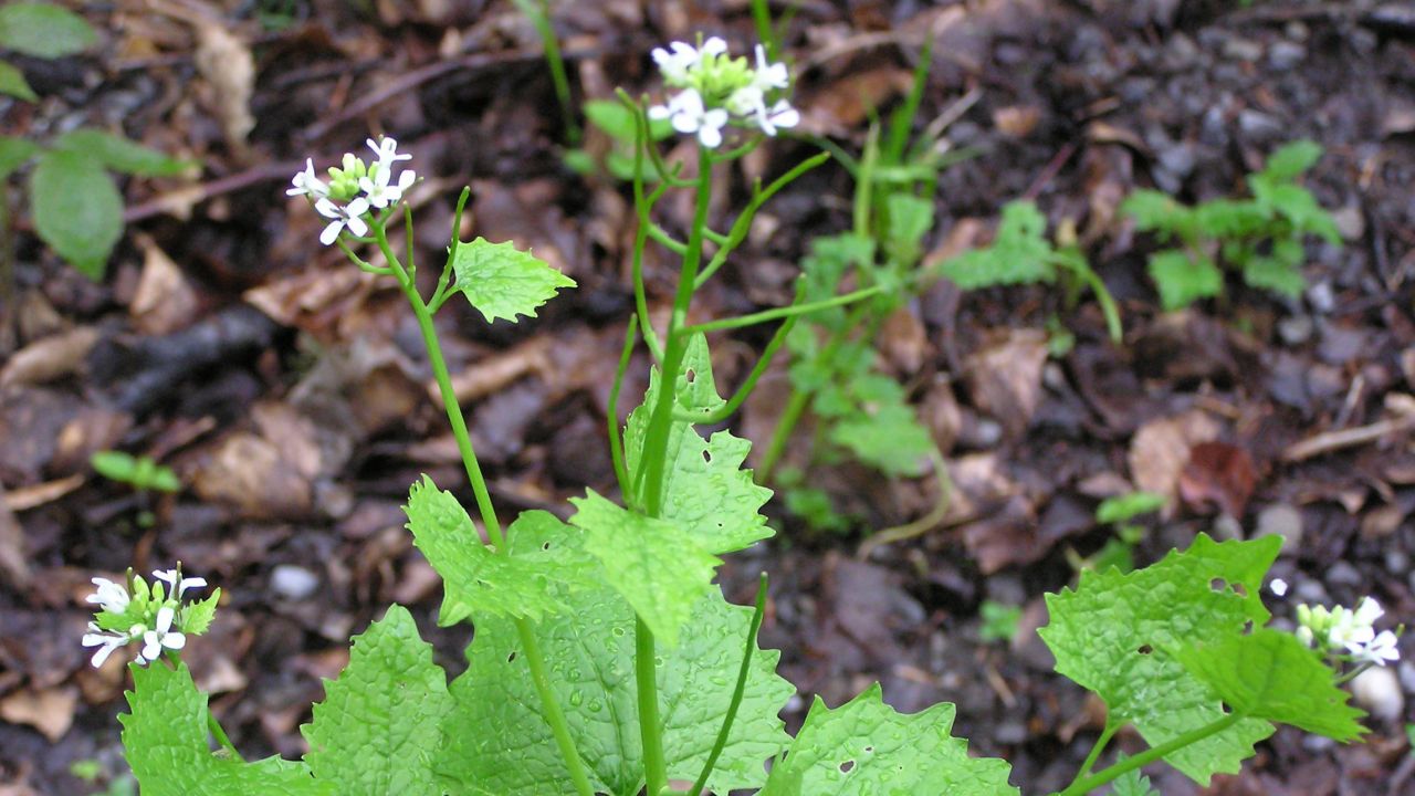 Garlic Mustard Plant 