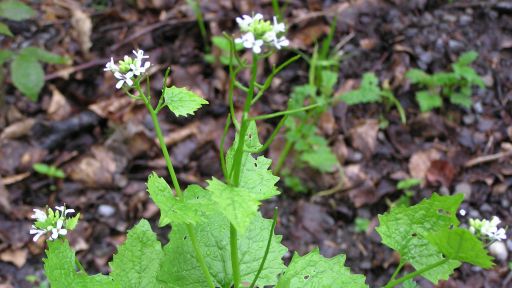 Garlic Mustard Plant