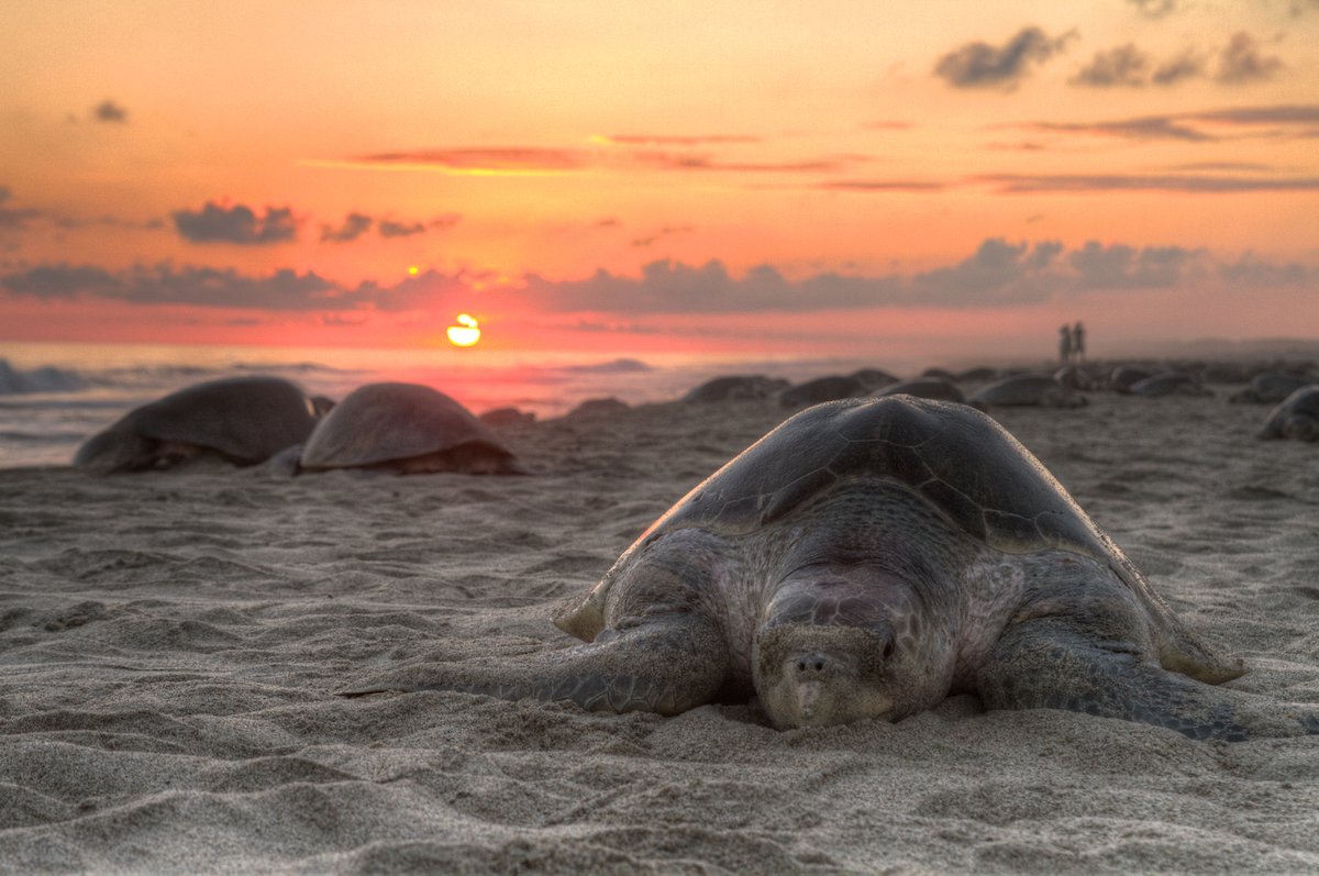 Sea Turtle 