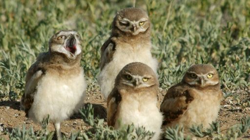 Burrowing Owls in Summer