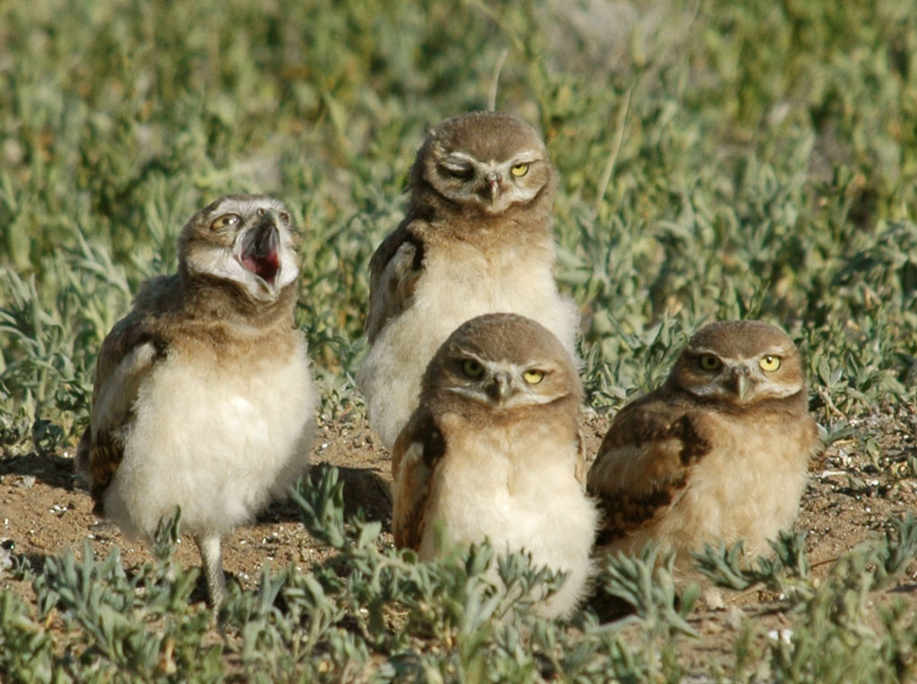 Burrowing Owls in Summer