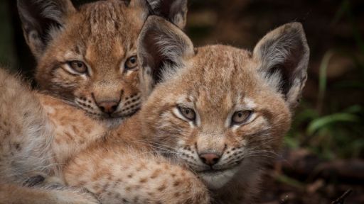 Lynx Babies