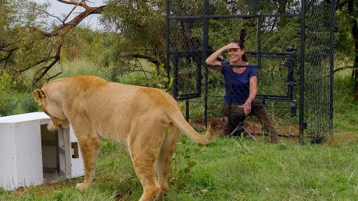 Super Cats: Episode 3 | Science and Secrets -- Are lions the most intelligent cat?