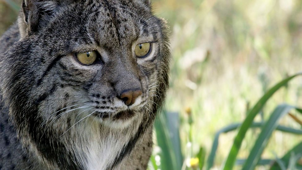 Iberian Lynx